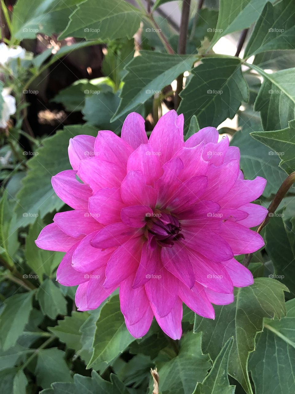 Reptile Gardens Flora