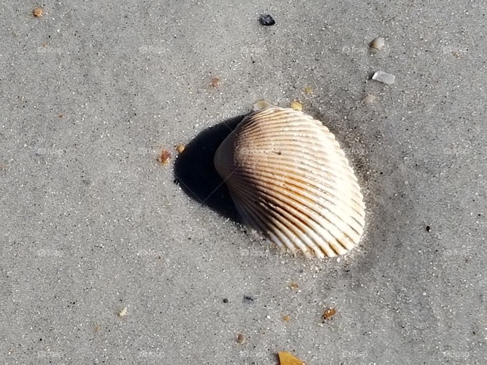 Shell on the Beach