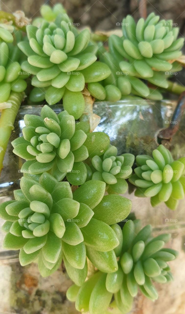 beautiful succulent plant, green, soft and delicate