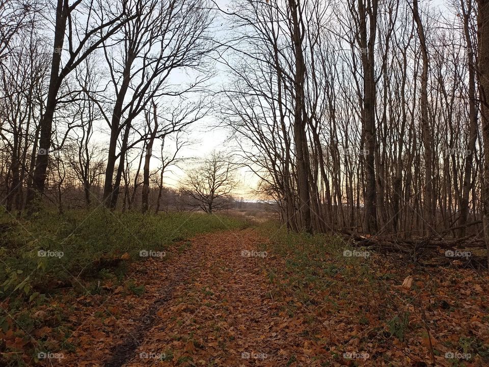 A leafy road in the forest