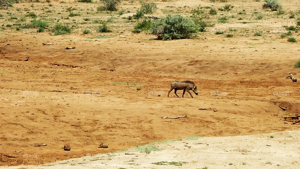 Wildpig making its way to the waterhole