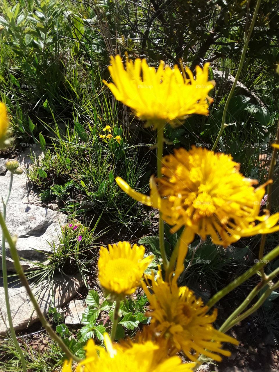 A yellowish wild plant in summer time at grassland.