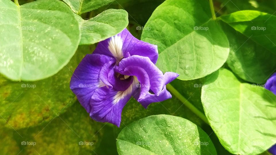 Double petel blue Asian pigeonwings amidst of green leaves