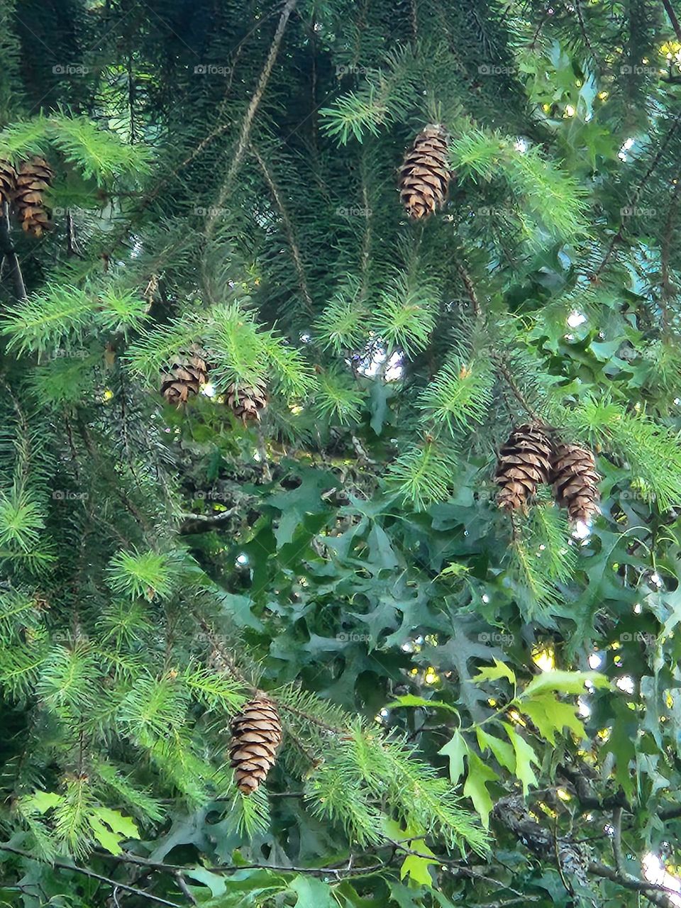 pinecones on green tree branches