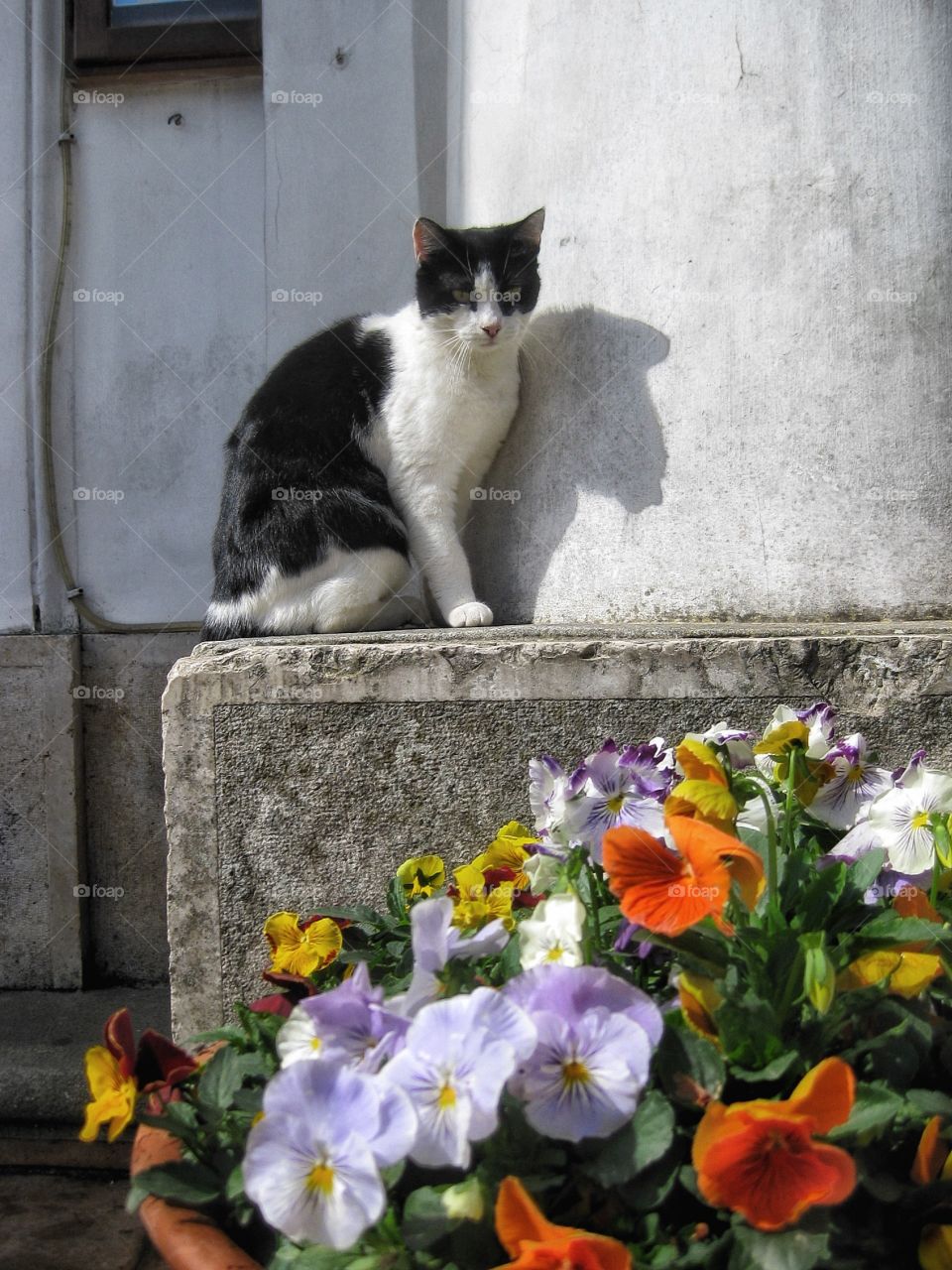 Italian cat Capri