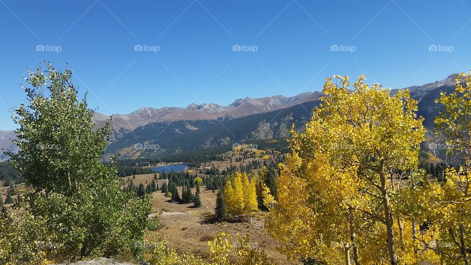 Landscape, Tree, Fall, Wood, Nature