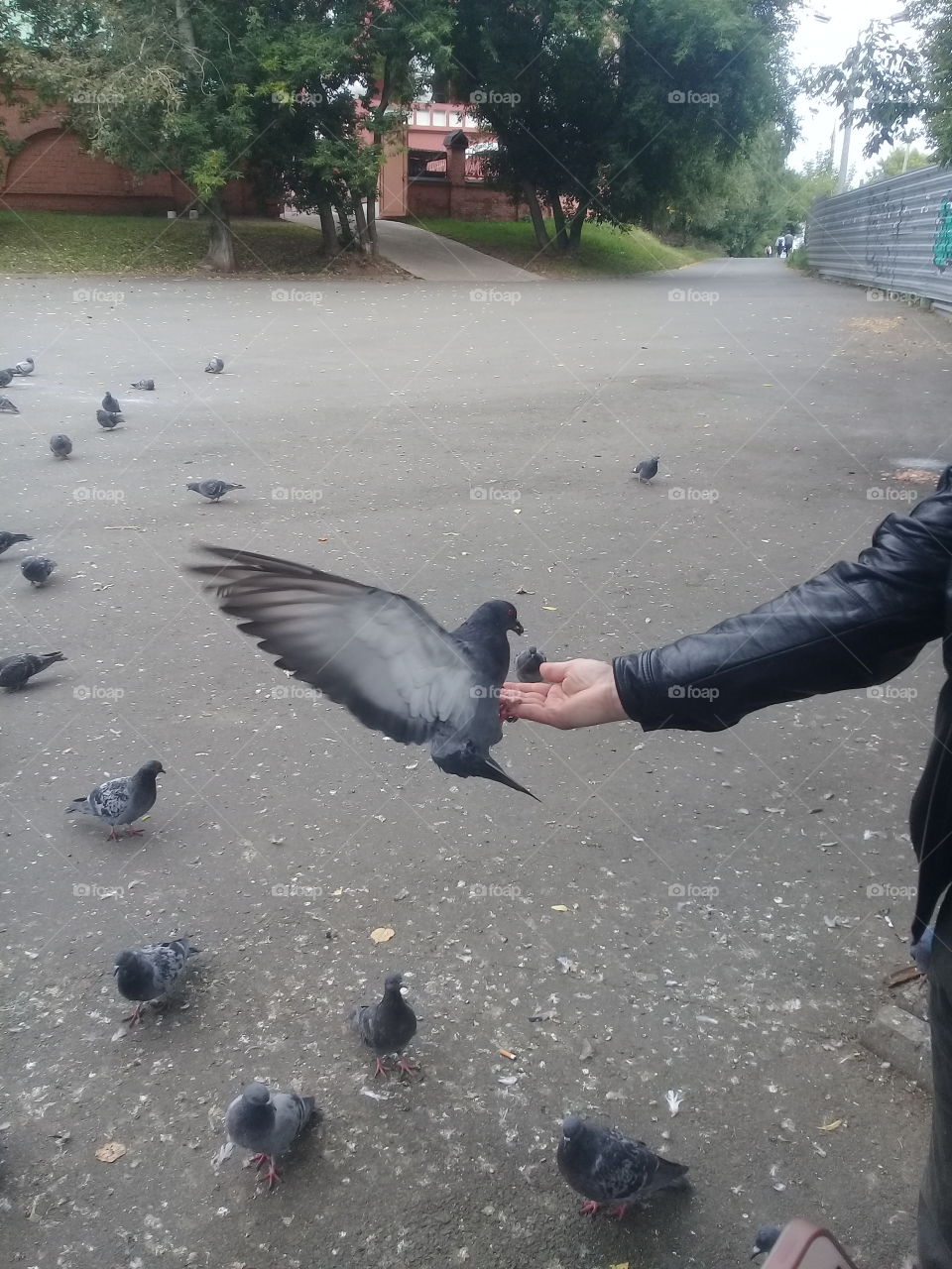 bird dove on hand