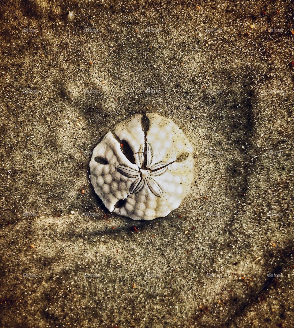 Sand dollar on the beach—taken in St. Augustine, Florida 