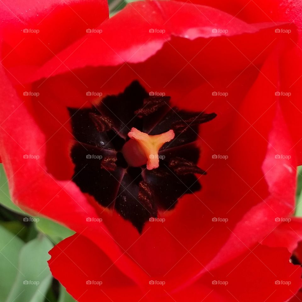 red Tulip . it's spring time! 