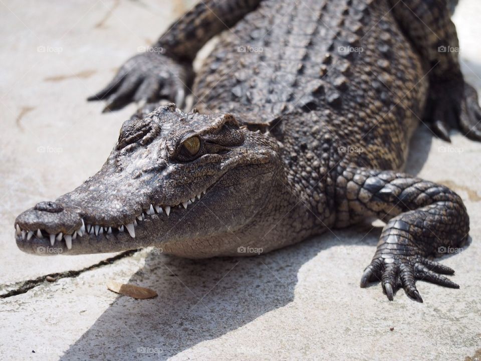 Crocodile