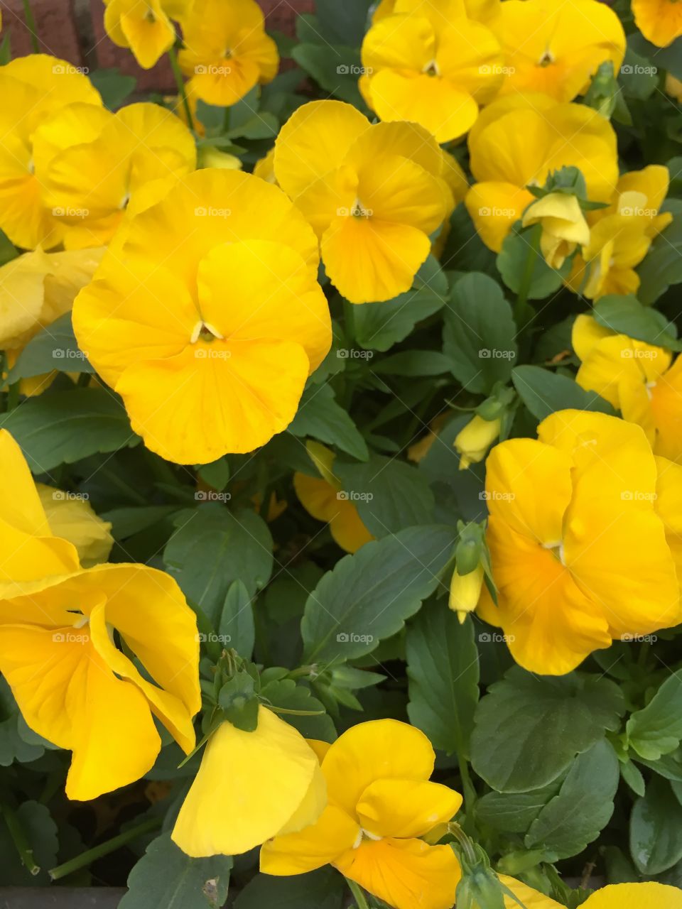 Yellow pansies 