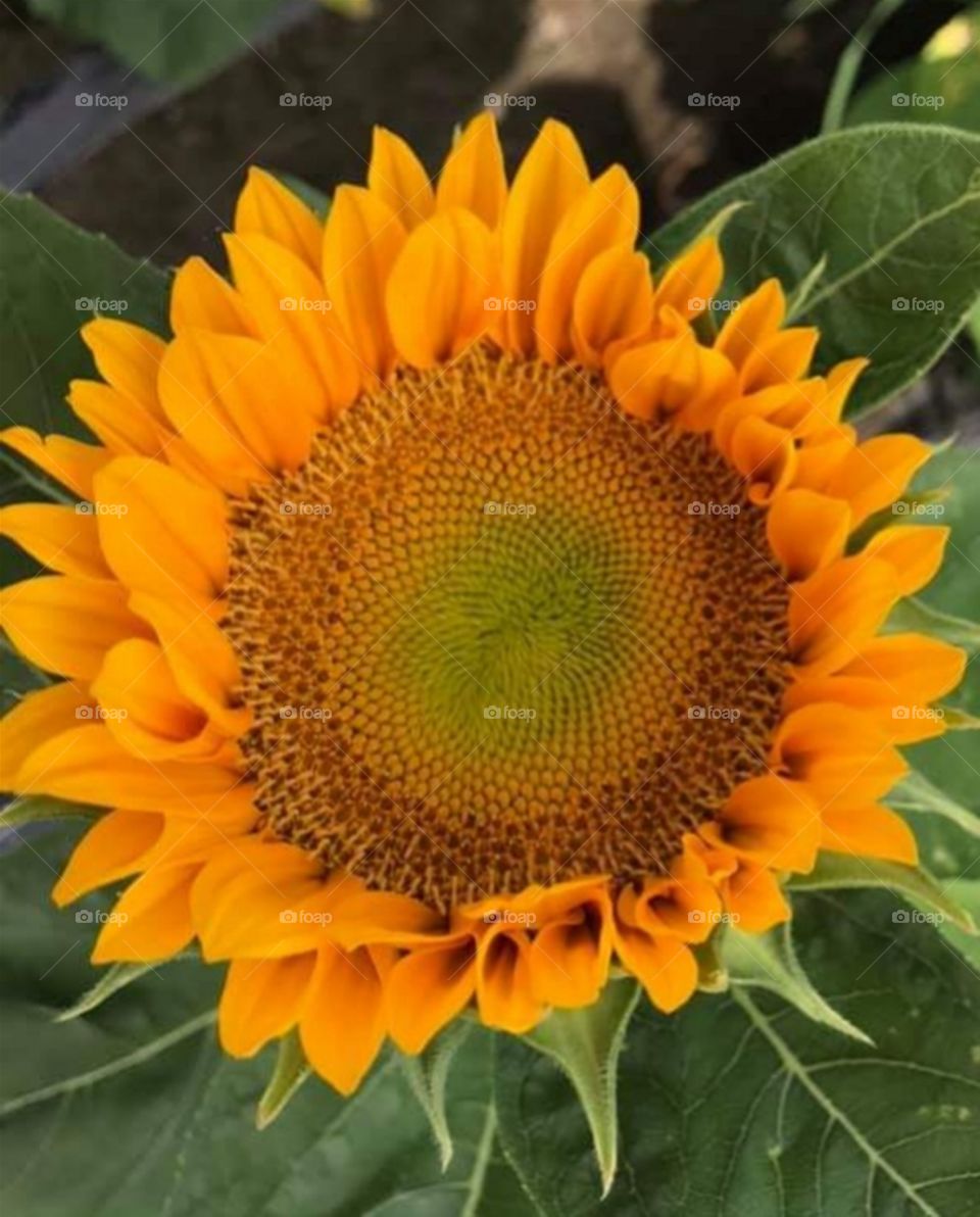 The Color and Shape of a Flower