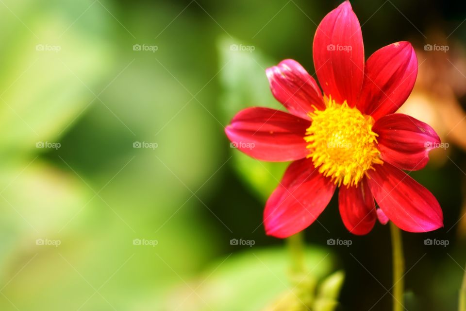 macro photography of a red summer garden flower