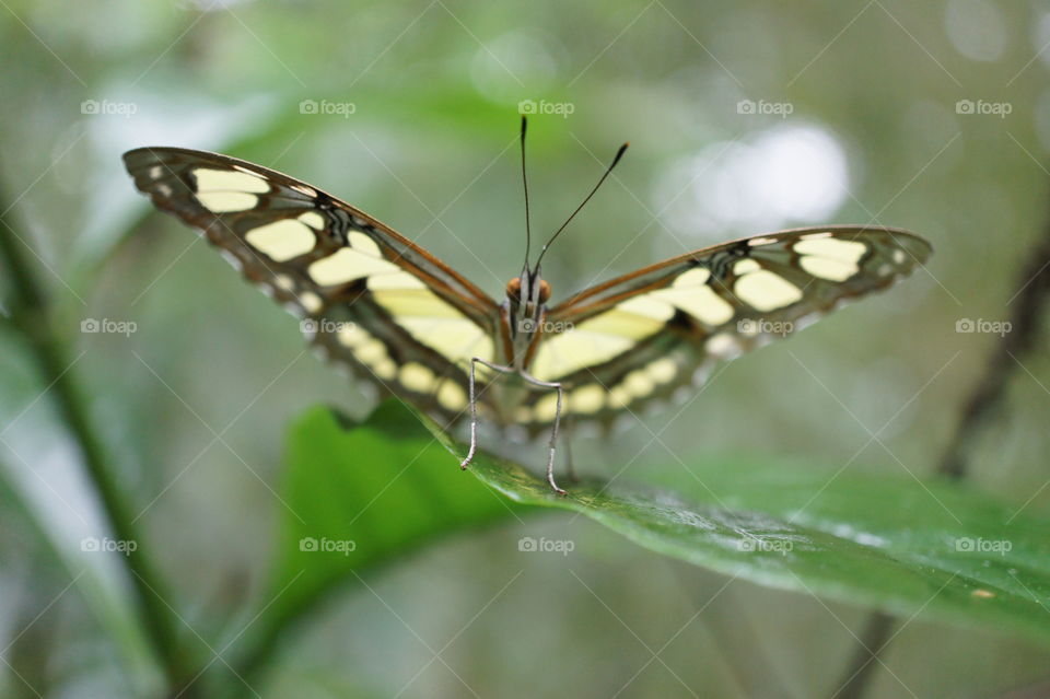 Costa Rican Butterfly