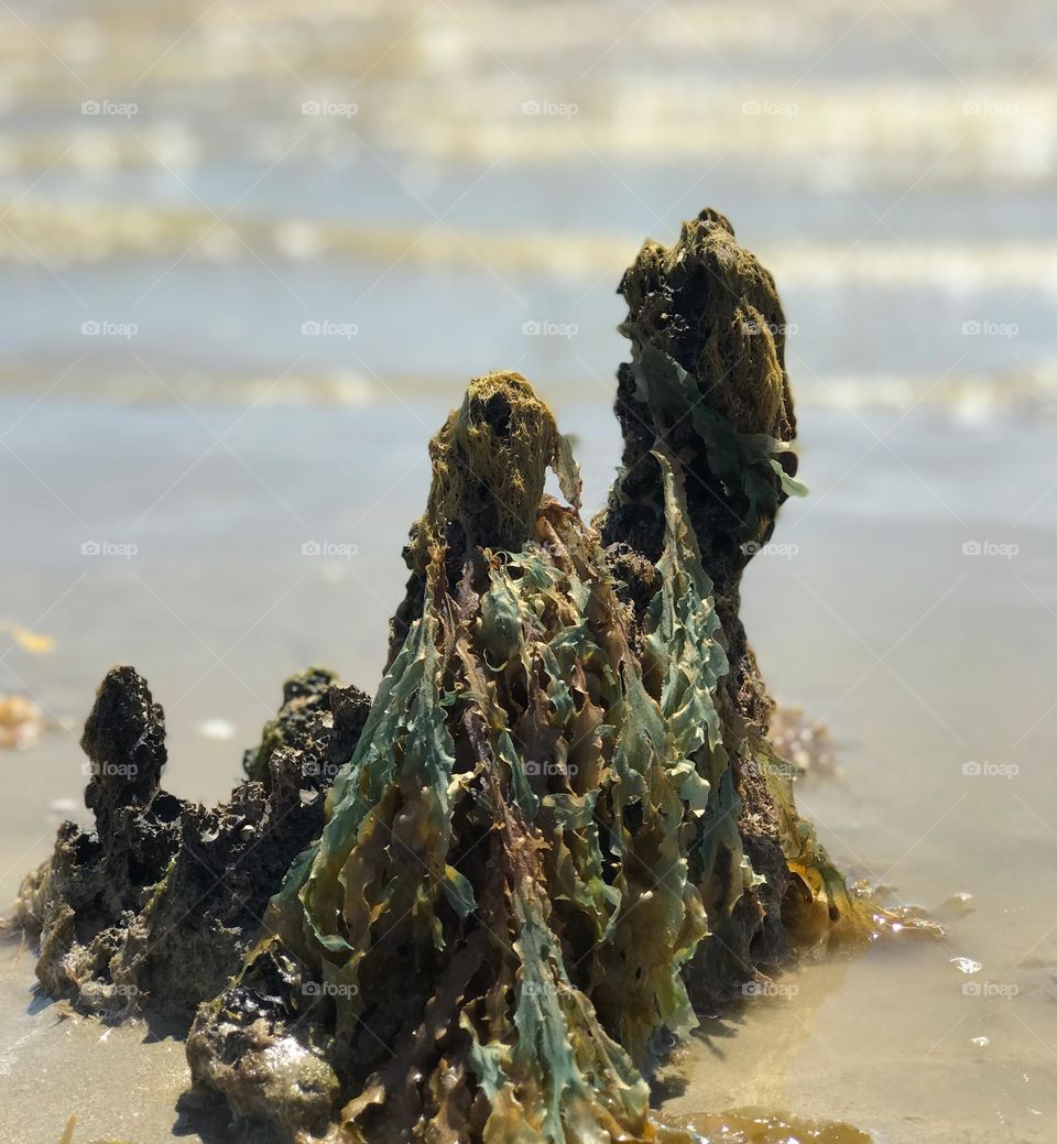 Algae are photosynthetic organisms that are extremely important to the aquatic ecosystem. ... However, these living beings are grouped in the Protista Kingdom, together with the protozoa.