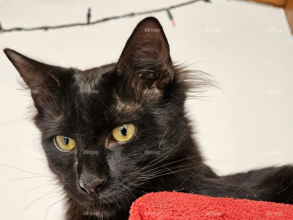 "The observant kitten" Black, furry kitten is focused on something, eyes wide open,  ears perked,  alert.  His name is Toga (cat in spanish, back to front = gato).