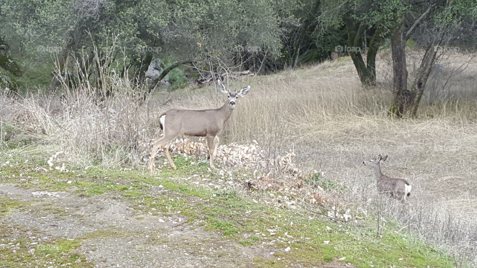 Deer in the Backyard