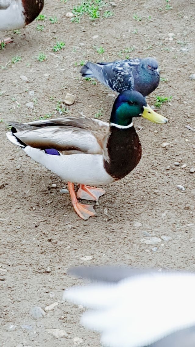 duck