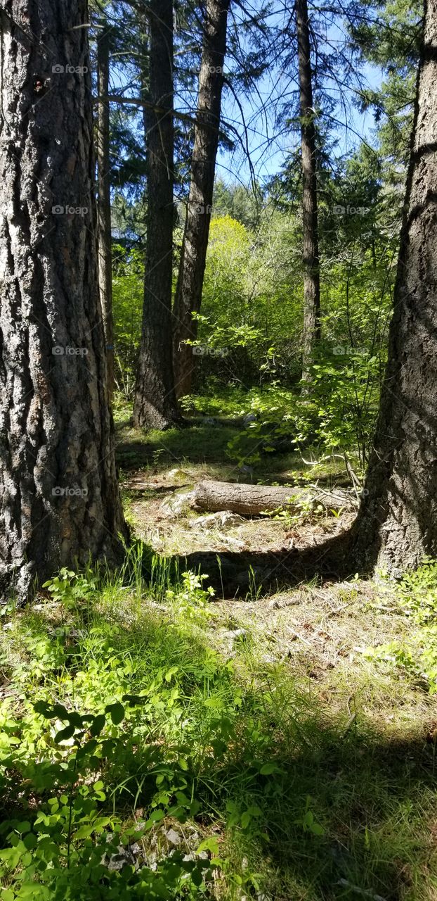 view of green foliage in the woods shaded by tree trunks with a hint of a sunny blue sky