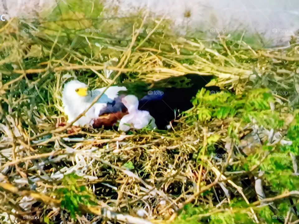 a bird with its baby