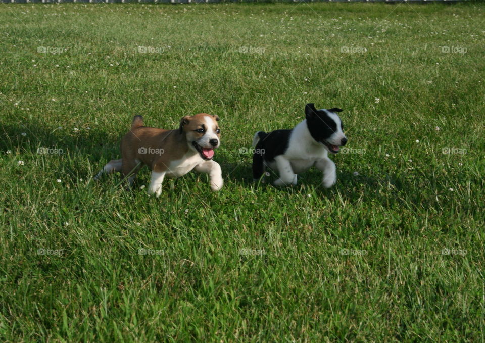 Puppy Run. 2 month old puppies running. 