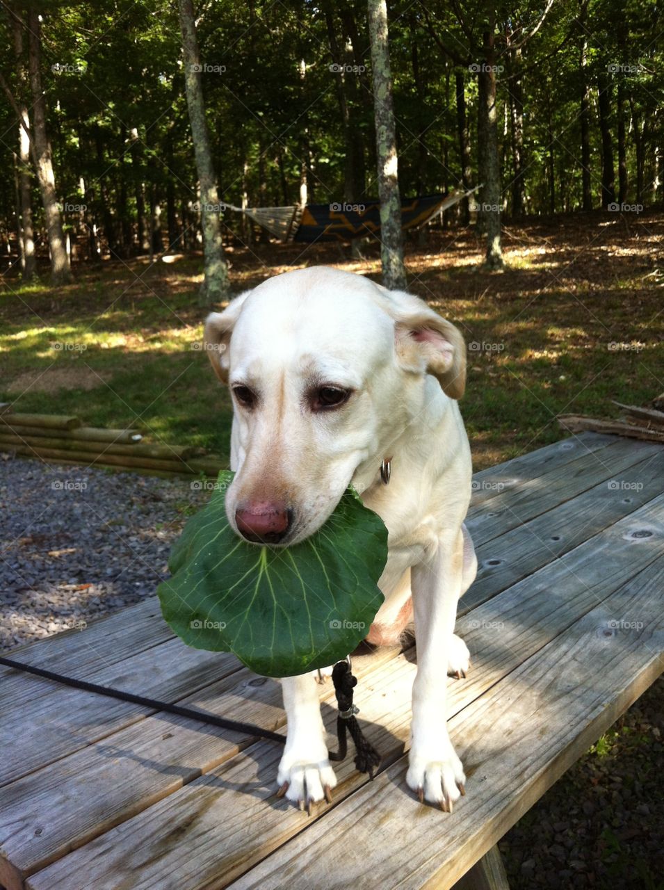 Yellow lab with vegetable treat on picnic table
