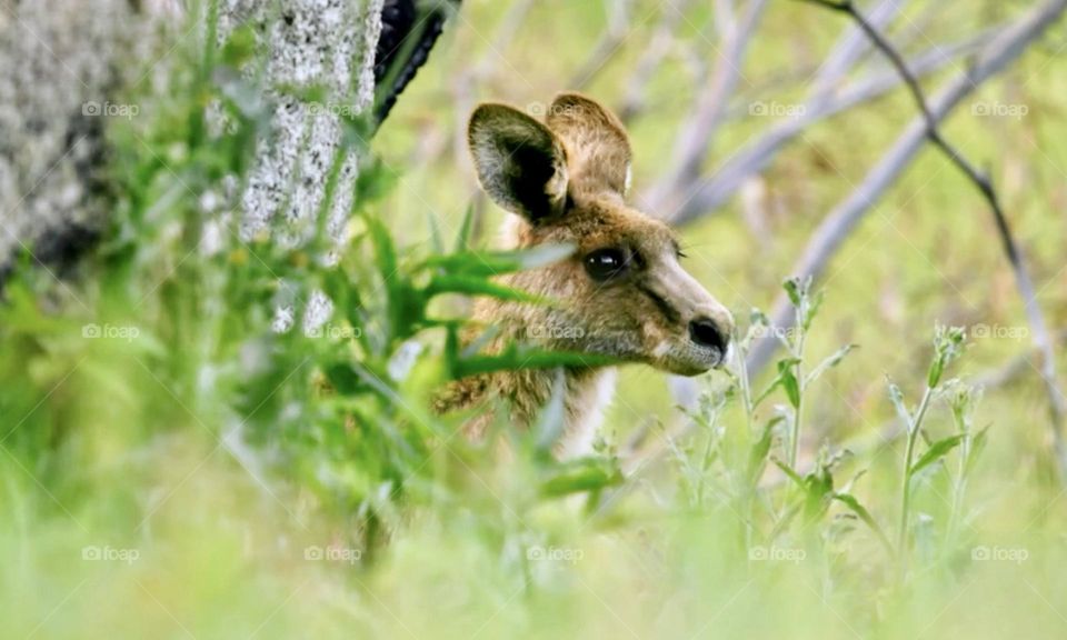 Wild kangaroo