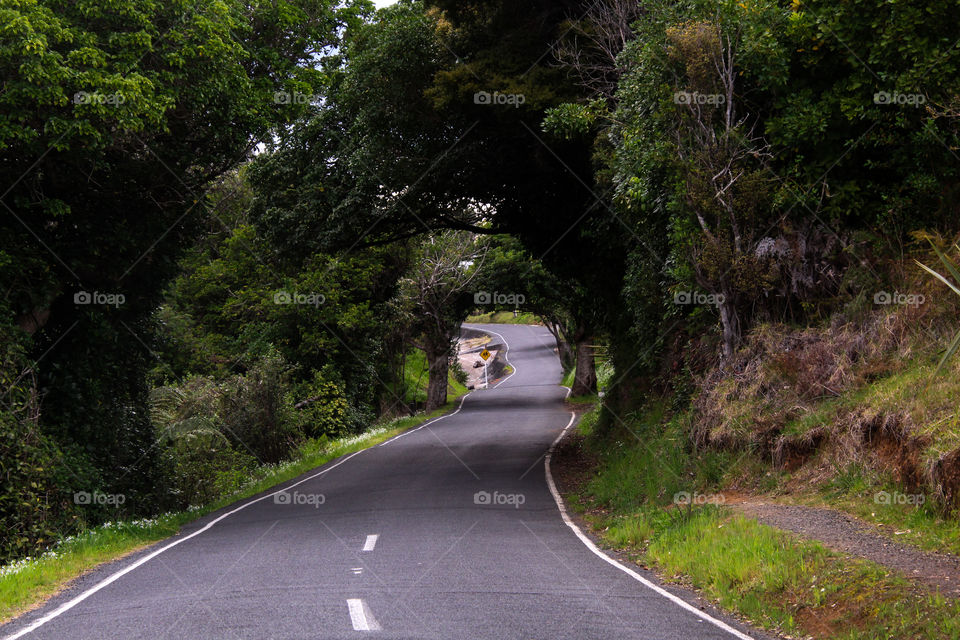 trees arching over the road creating an arc picture frame