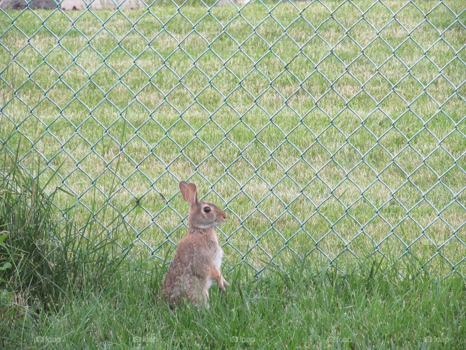Bunny lookout