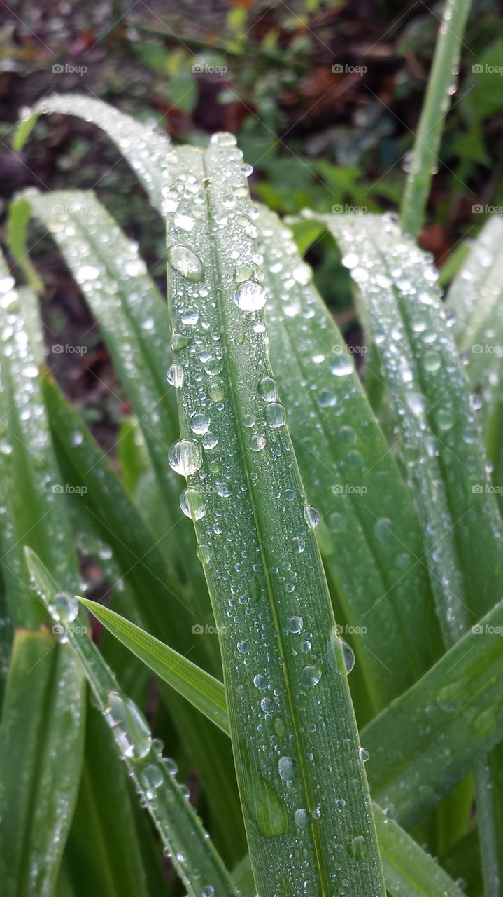 water drops of plants at the park