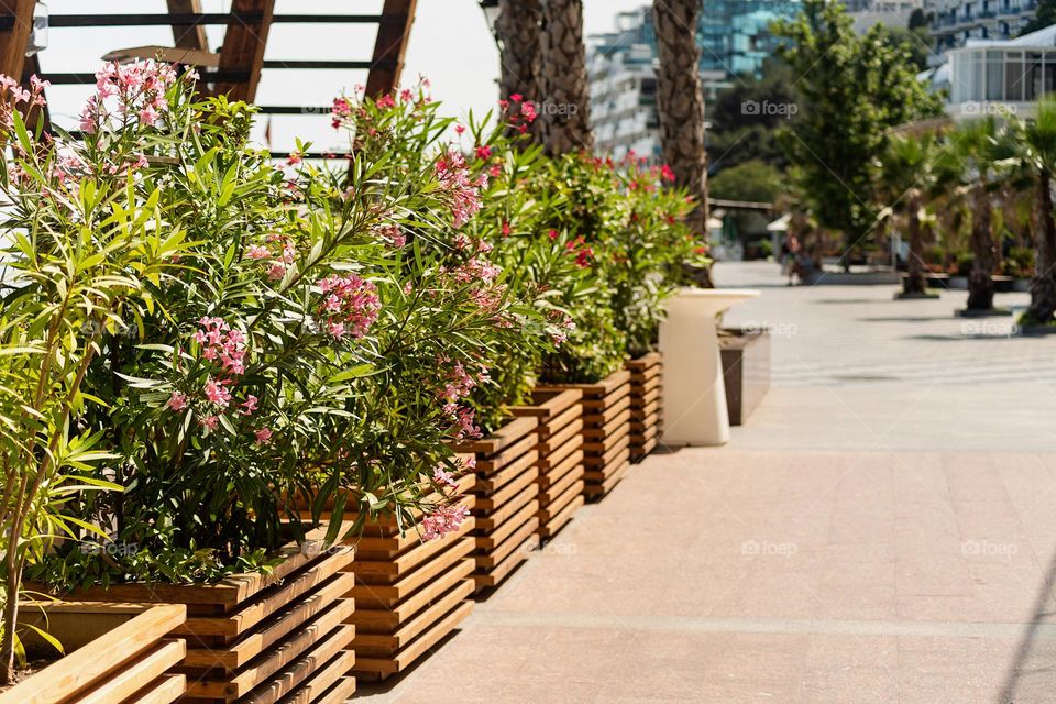 plants in city streets