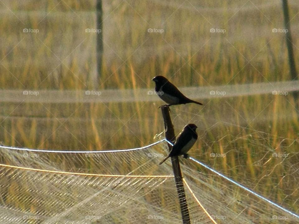 Bird in the middle of the rice plant trap