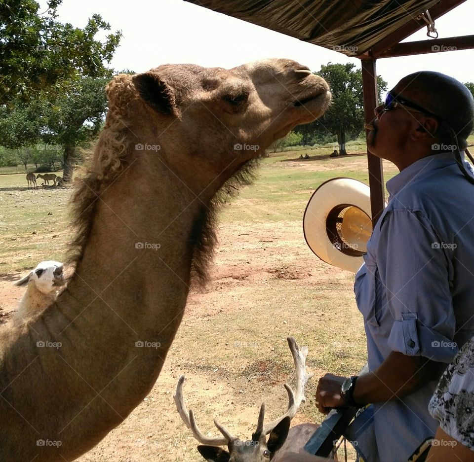 instigating a camel kiss