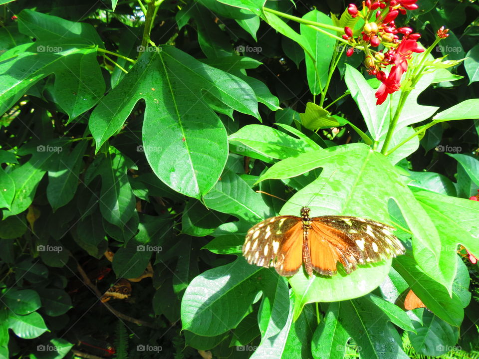 Butterfly in a garden background.