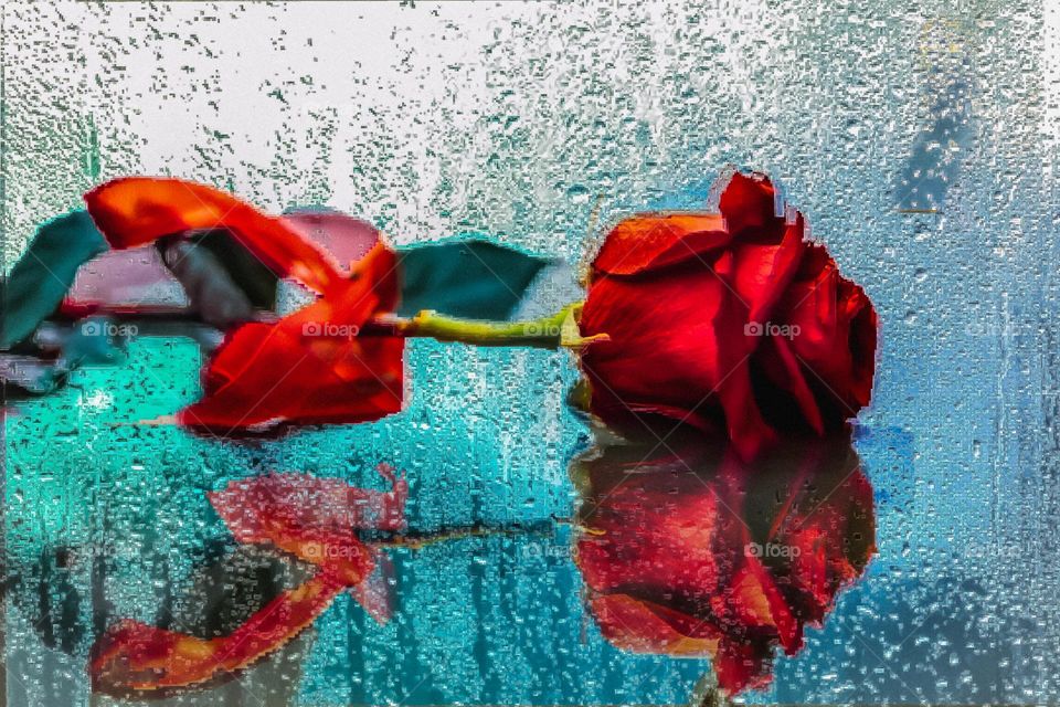 A Red rose on a wet surface with a mirroring reflection