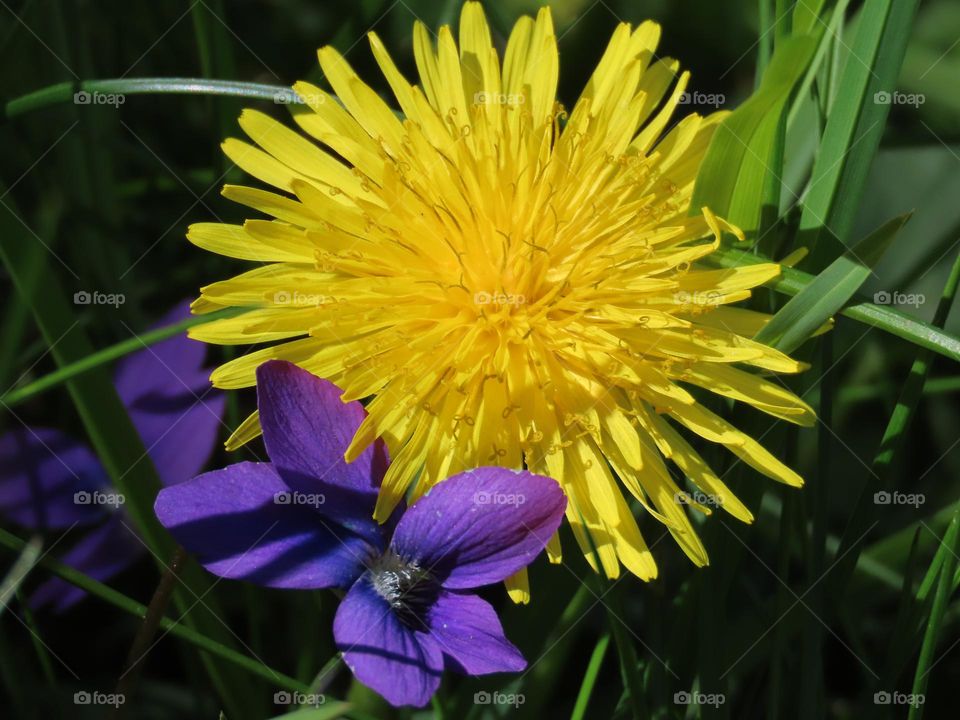 Dandelion and violets