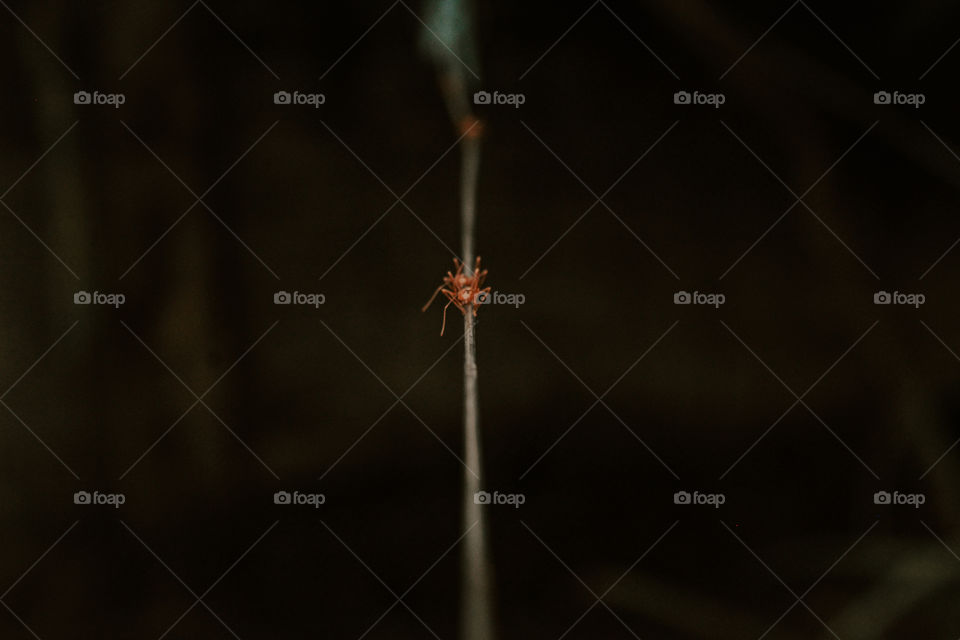 well yeah definitely we hate ants