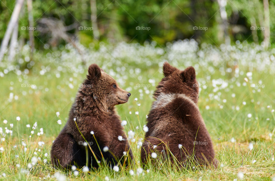 Two young brown bears in the middle of cottongrass flowers on a Finnish swamp in Eastern Finland on early summer evening