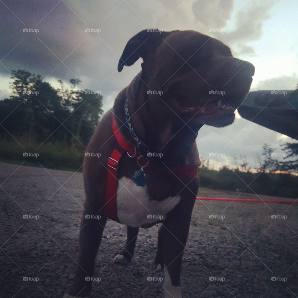 Dog at Dusk