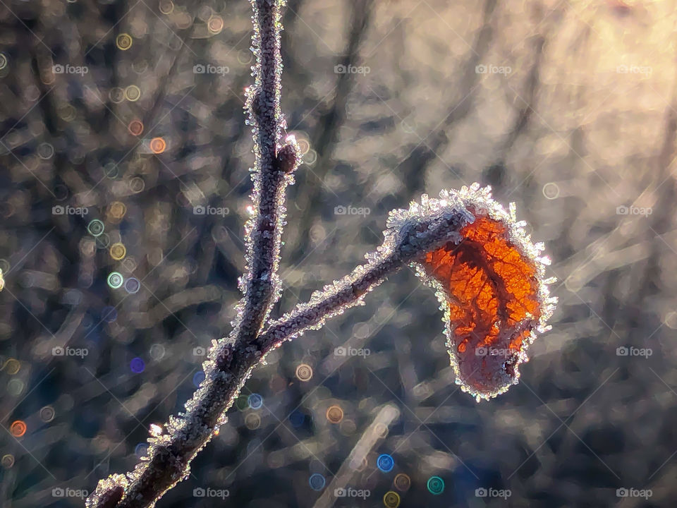 Lonley leaf