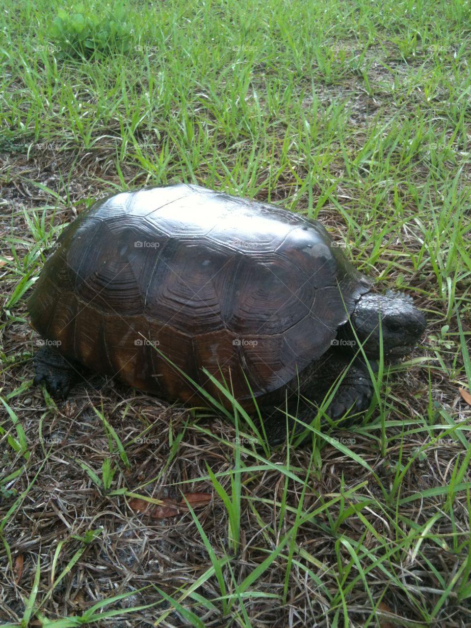 Florida turtle