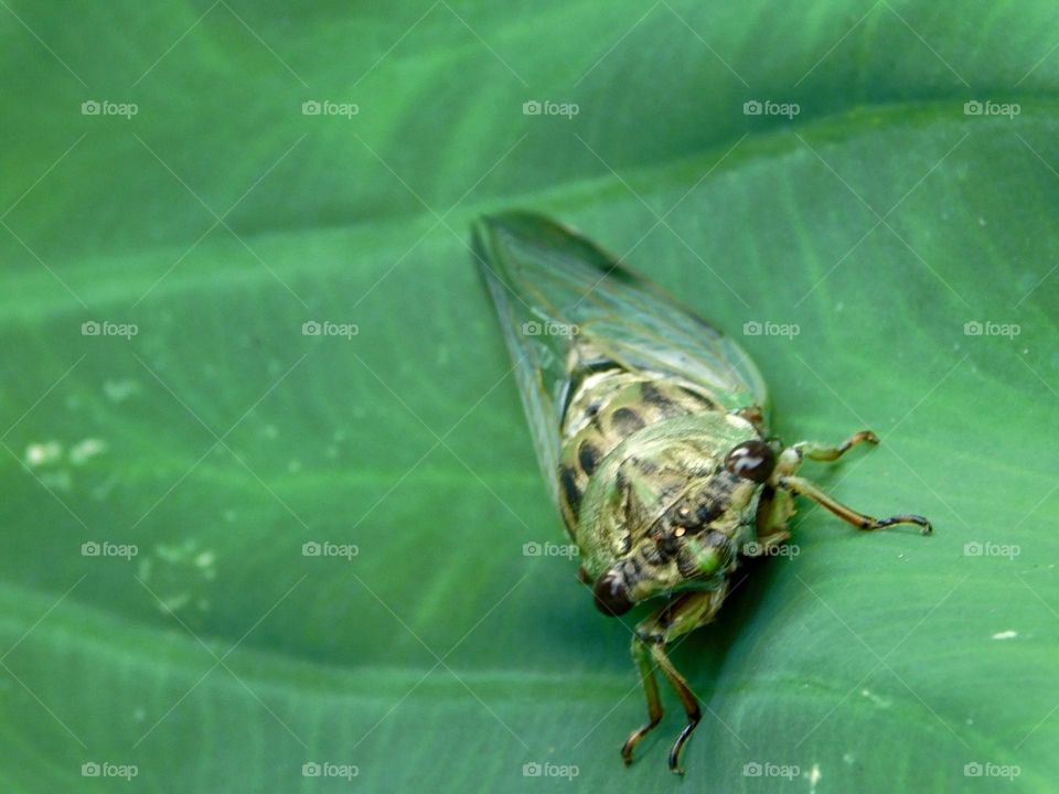 Cicada insect on green elephant ear plant 