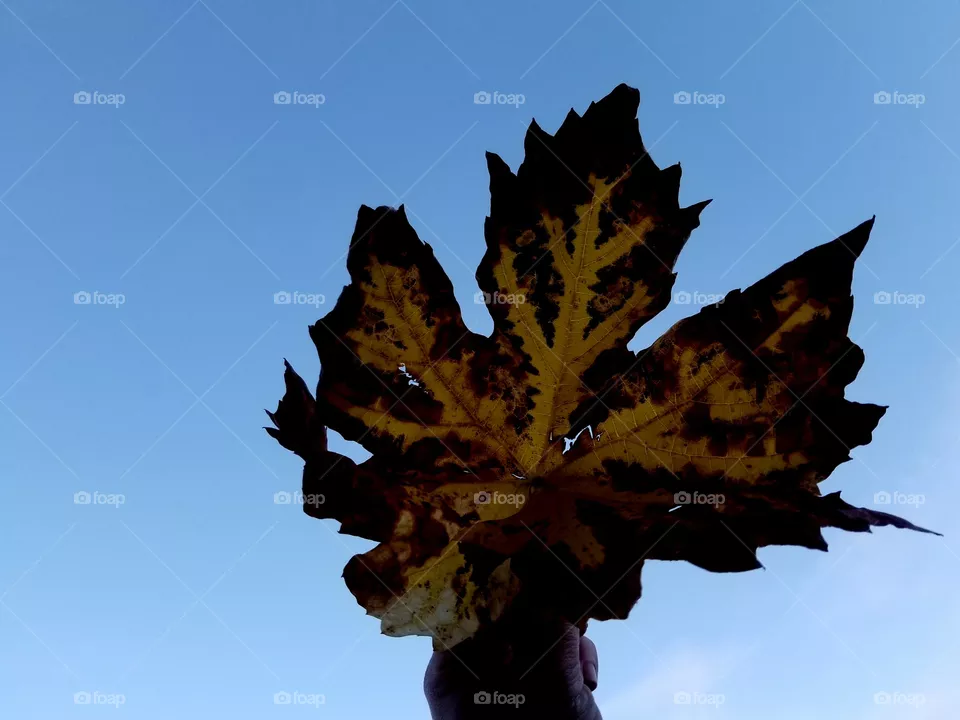 leaf