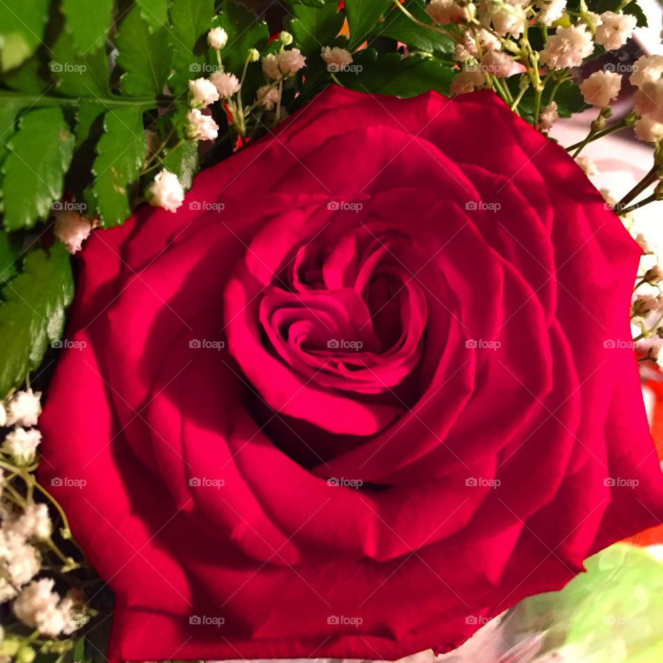 Red rose