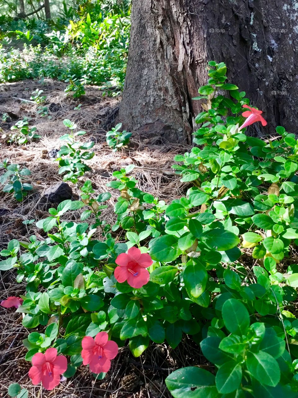 Small red flowers among the tree needles