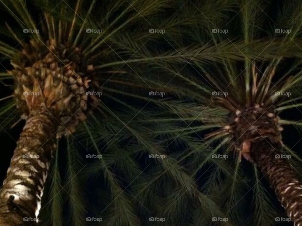 Palms at night on Katella St. Anaheim, CA