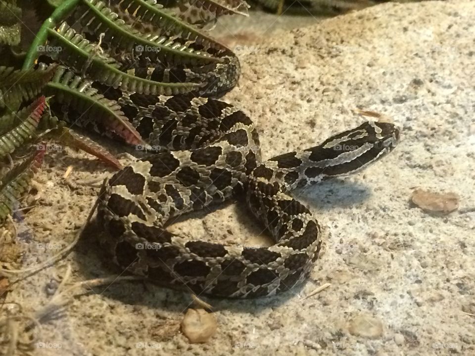 Diamond back rattle snake 