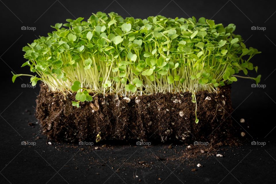 microgreen rucola