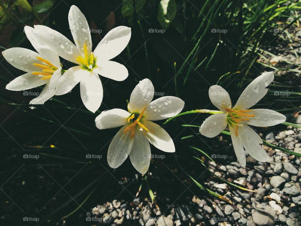 White Lily flowers.