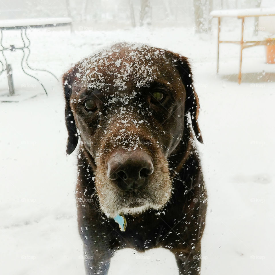Snow Day Dog